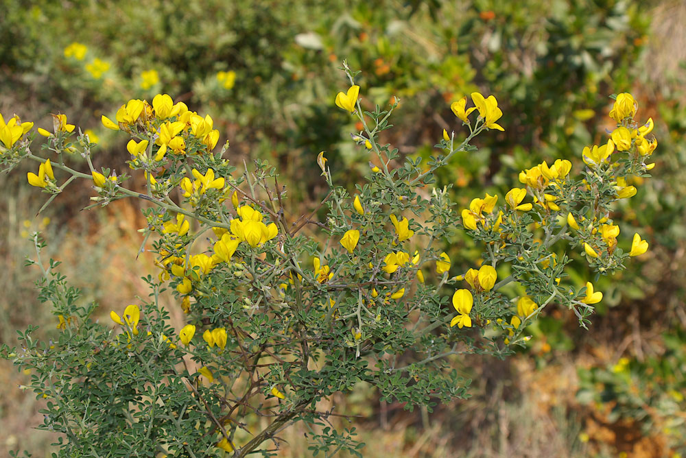 Calicotome spinosa / Sparzio spinoso